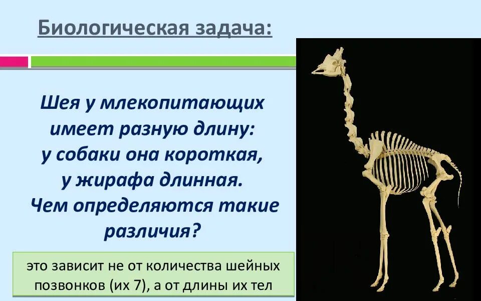 Функции позвоночника у млекопитающих