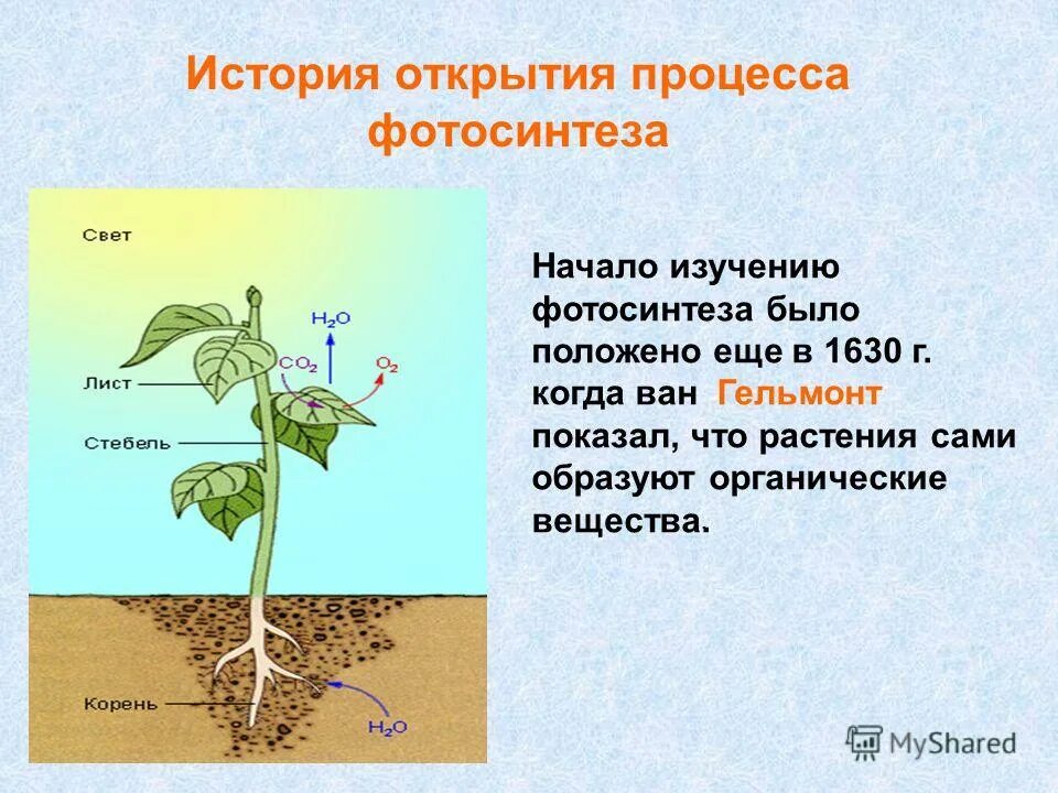 Какой ботаник изучает фотосинтез