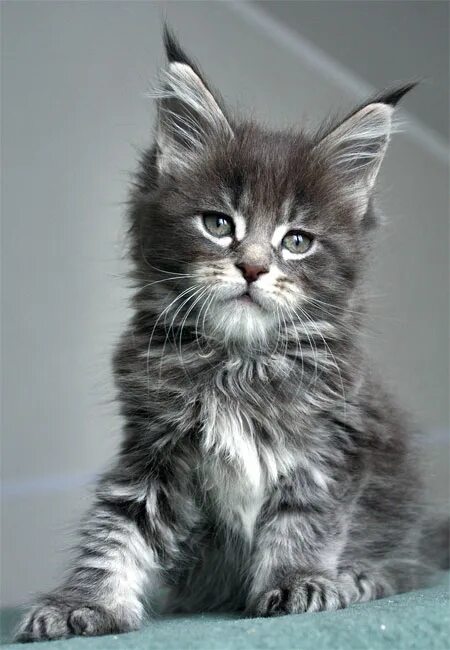 куна страна