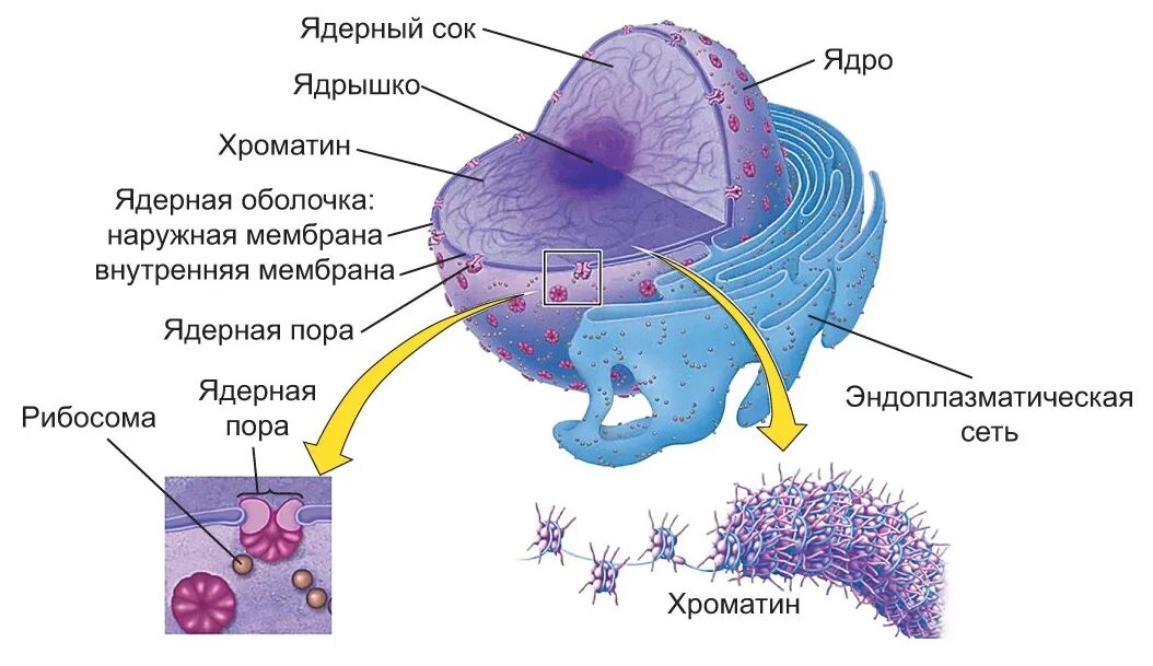 Стационарное ядро. Строение ядра клетки. Схема строения ядра клетки. Строение мембраны ядра. Оболочка ядра клетки.