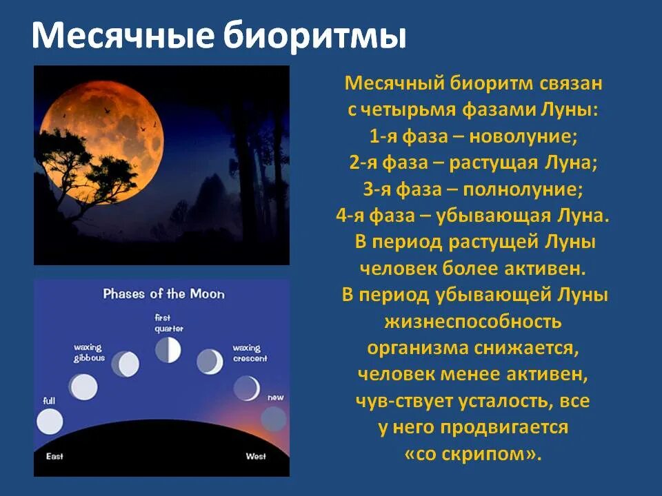 Полнолуние здоровье. Месячные биоритмы. Биологические ритмы лунные. Влияние Луны на солнце. Влияние фаз Луны.