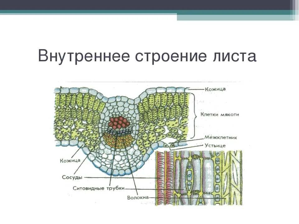 Какая ткань образует структуру листа. Схема внутреннего строения листа и их функции. Клеточное строение листовой пластинки 6 класс биология. Строение среза листовой пластинки. Внутреннее клеточное строение листа 6 класс биология.