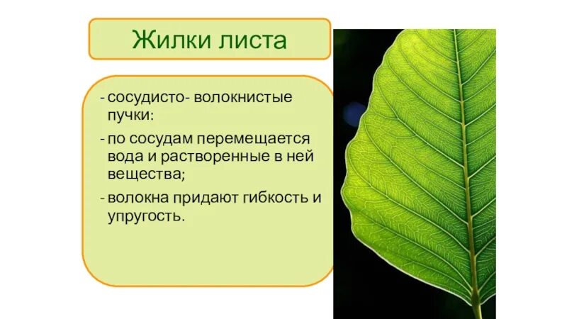 Лист жилка корень. Жилка листа. Жилки листа сосудисто волокнистые пучки. Жилки листа сосудисто. Строение жилки листа.