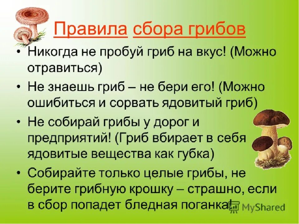 Памятка съедобные и несъедобные грибы. Памятка грибника съедобные и несъедобные грибы. Памятка по сбору грибов. Памятка о правилах сбора грибов. С какого возраста можно давать ребенку грибы