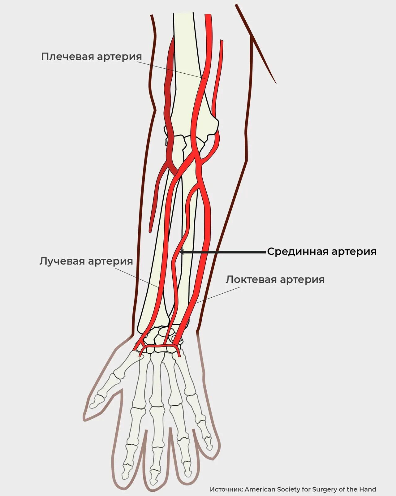 Правая лучевая артерия. Лучевая артерия анатомия ветви. Анатомия лучевой артерии на предплечье. Локтевая и лучевая артерия и Вена. Анатомия кисти руки человека кровоснабжение.