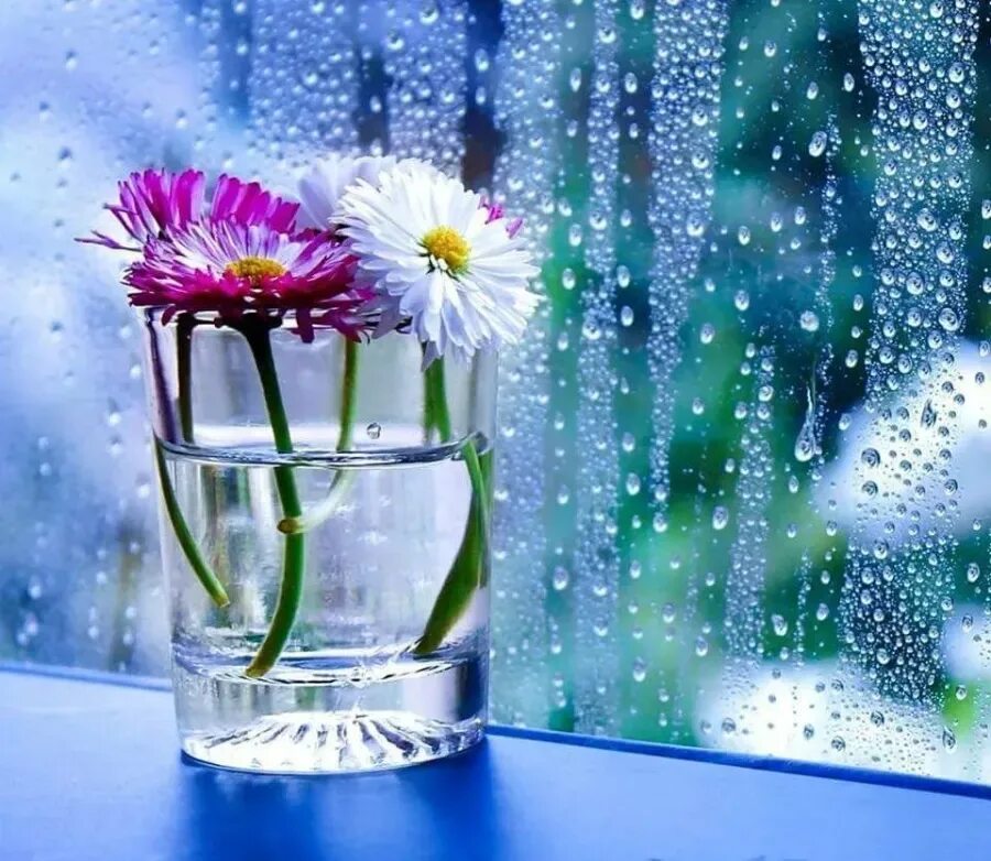 Бесплатные дождливые открытки. Цветы на окне. Доброе дождливое утро. Весенние цветы на окне. Прекрасного настроения несмотря на дождик.
