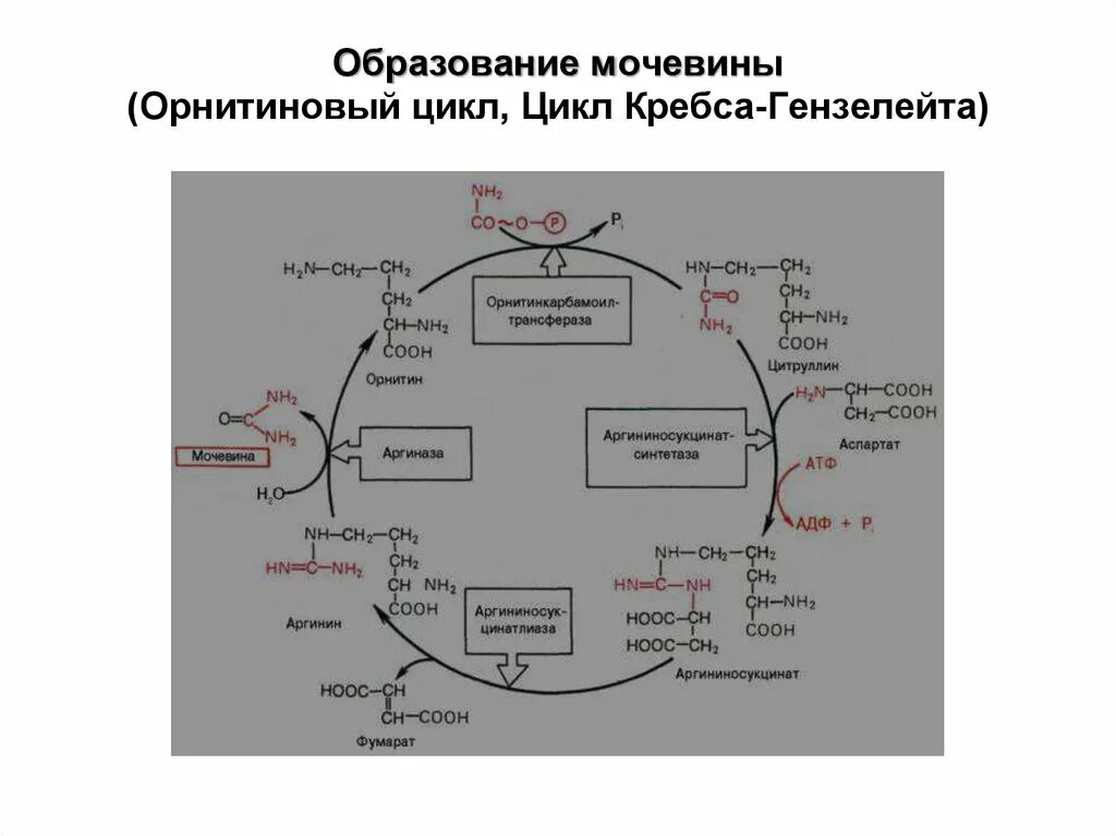 Цикл образования мочевины орнитиновый цикл. Цикл Кребса биохимия. Орнитиновый цикл превращений белка. Ферменты цикла Кребса. Реакции образования циклов