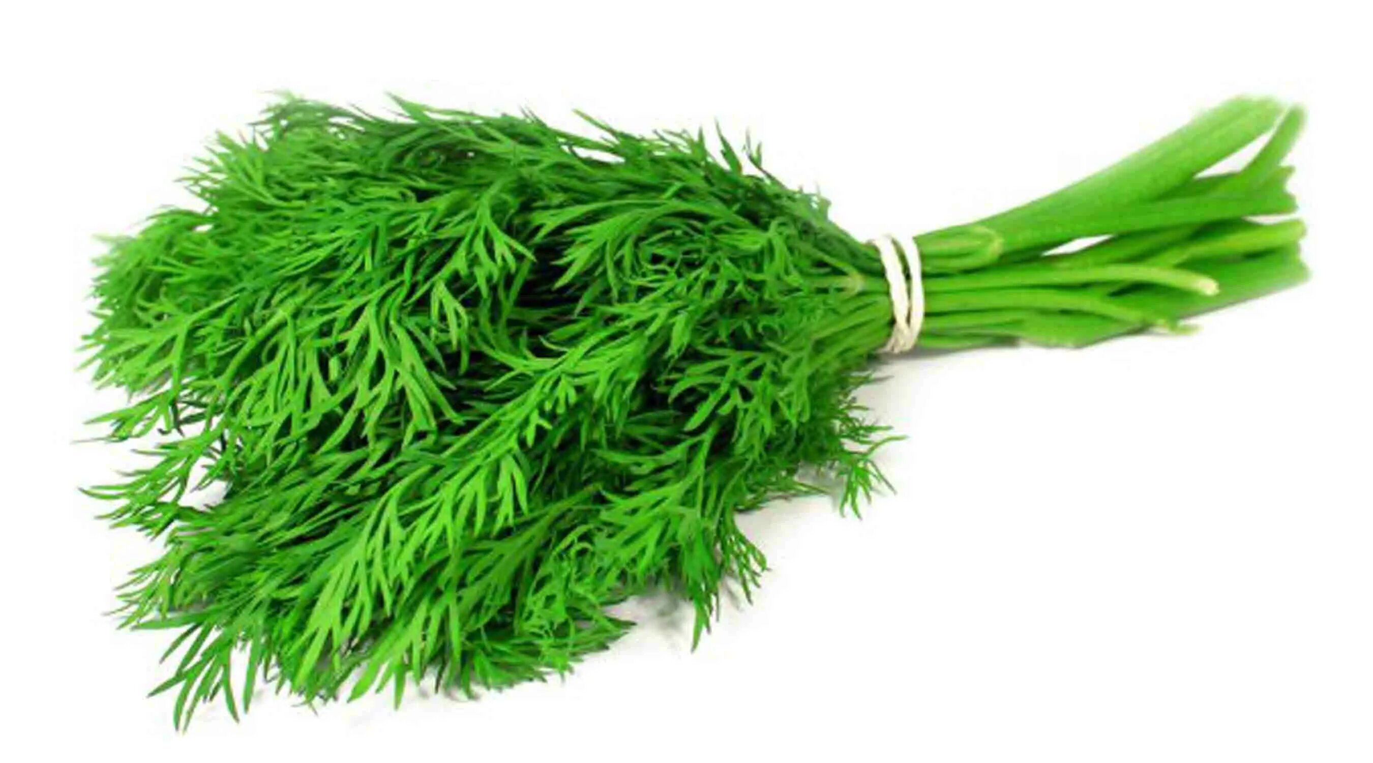 фенхель соцветие. картинка укроп для детей. укроп деликат. пучок фенхеля. картинка укроп для детей.