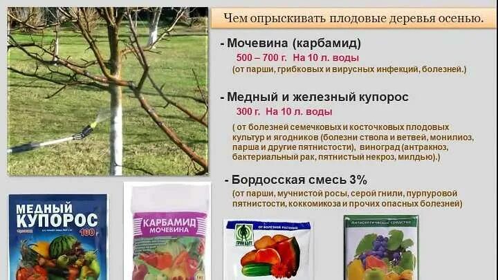 Опрыскивание мочевиной весной дозировка