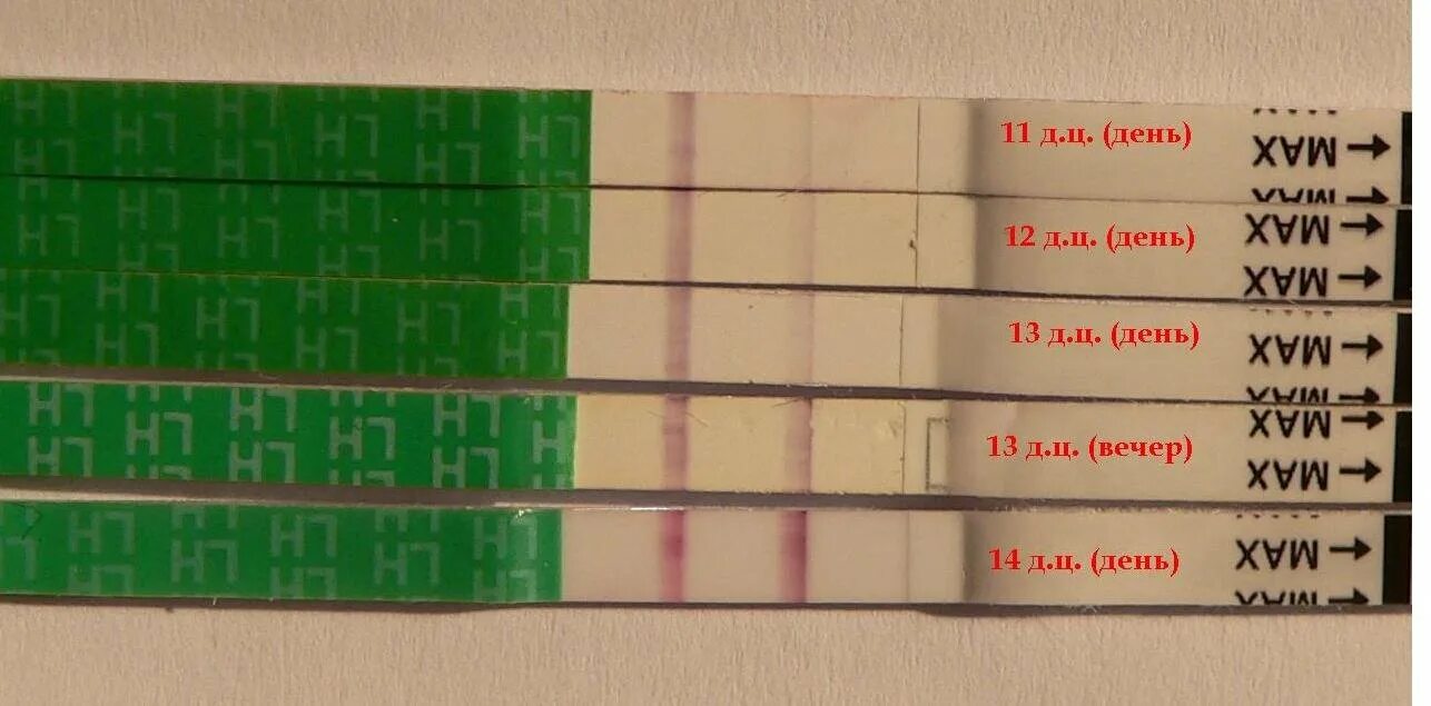 Овуляция чувствительность. Тест на овуляцию. Тест полоски на овуляцию. Тест на овуляцию тест. Тест на овуляцию положительный.