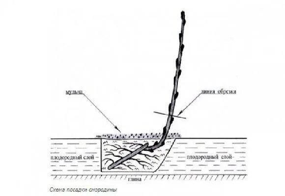 Схема посадки черной смородины весной. Схема посадки смородины черной. Посадка смородины весной саженцами. Посадка смородины весной в открытый грунт саженцами.