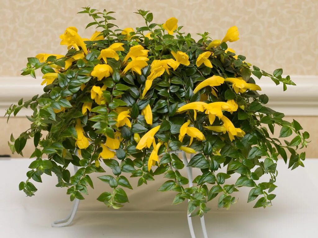 Желтый комнатный цветок название. Колумнея. Колумнея Krakatau. Колумнея растение. Эсхинантус колумнея.