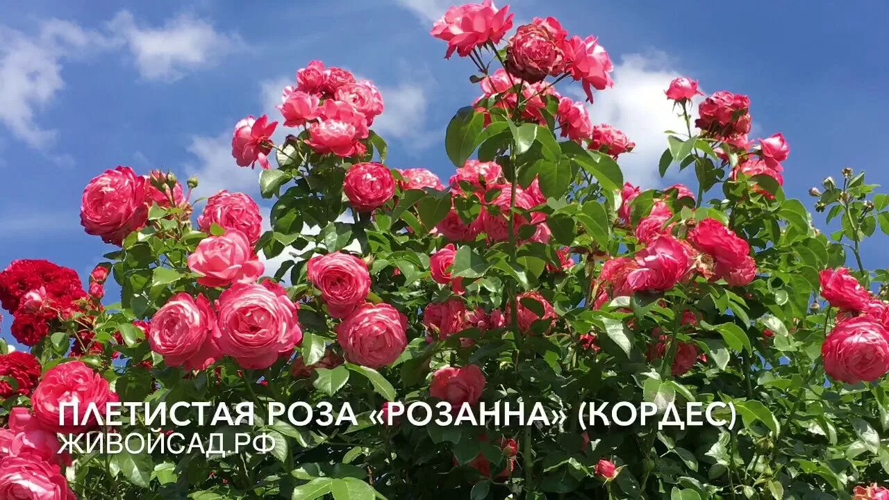 Роза Розанна KORDES (Rosanna)- саженцы лицензионных роз купить в Москве, доставк