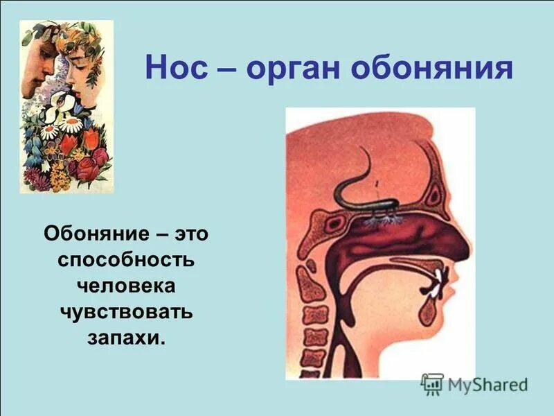 Организм обоняния. Строение органа обоняния 3 класс. Окружающий мир 3 класс 3 орган обоняния. Орган обоняния 3 класс окружающий мир. Обоняние это 3 класс окружающий мир.