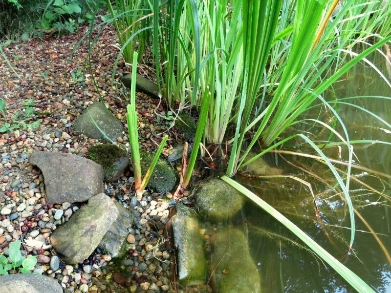Эйхорния водный гиацинт. Растения очищают воду. Аир болотный (acorus calamus). Эйхорния. Эйхорния водный гиацинт.
