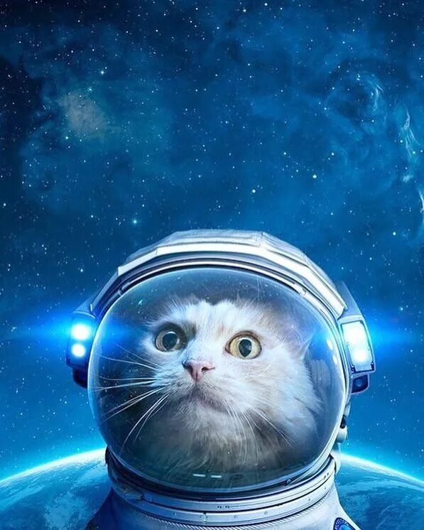 День космонавтики прикольное. Космический кот. Котик космонавт. Кот в космосе. Кот в скафандре.