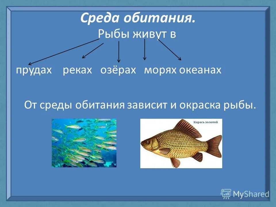 Презентация рыбы для дошкольников. Строение рыбы для дошкольников. Морские рыбы для дошкольников. Группа животных рыбы. 2 класса рыб.