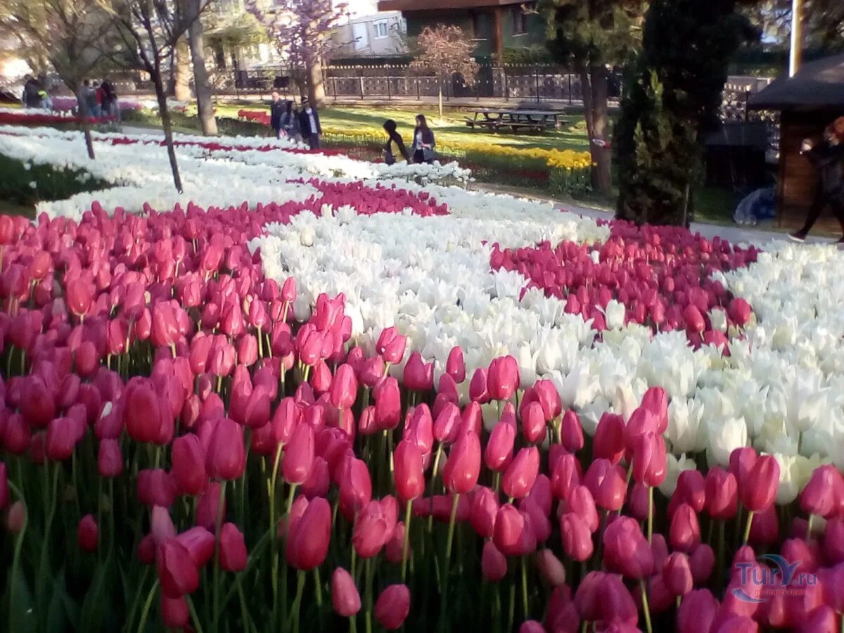 Парк тюльпанов в стамбуле. Парк Эмирган в Стамбуле(Турция). Парк Эмирган тюльпаны. Стамбул Эмирган тюльпаны.