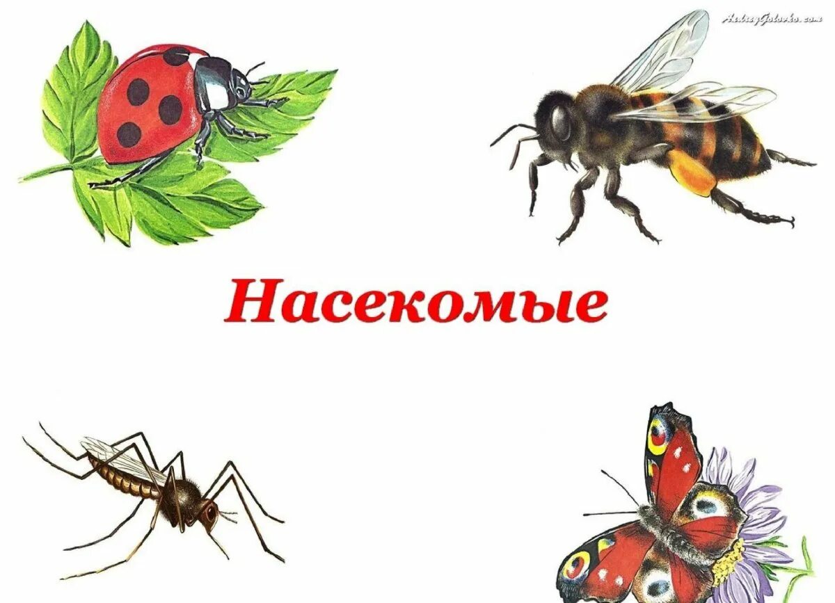 Тема насекомые в доу