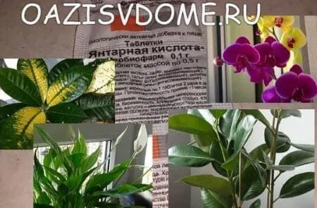 Можно подкормить цветы янтарной кислотой