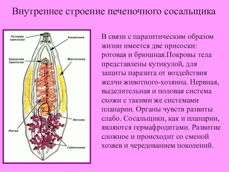 Какие особенности строения печеночного. Внутреннее строение печеночного сосальщика. печеночный сосальщик строение ротовая присоска брюшная присоска. сосальщики черви строение. строение систем печеночного сосальщика.