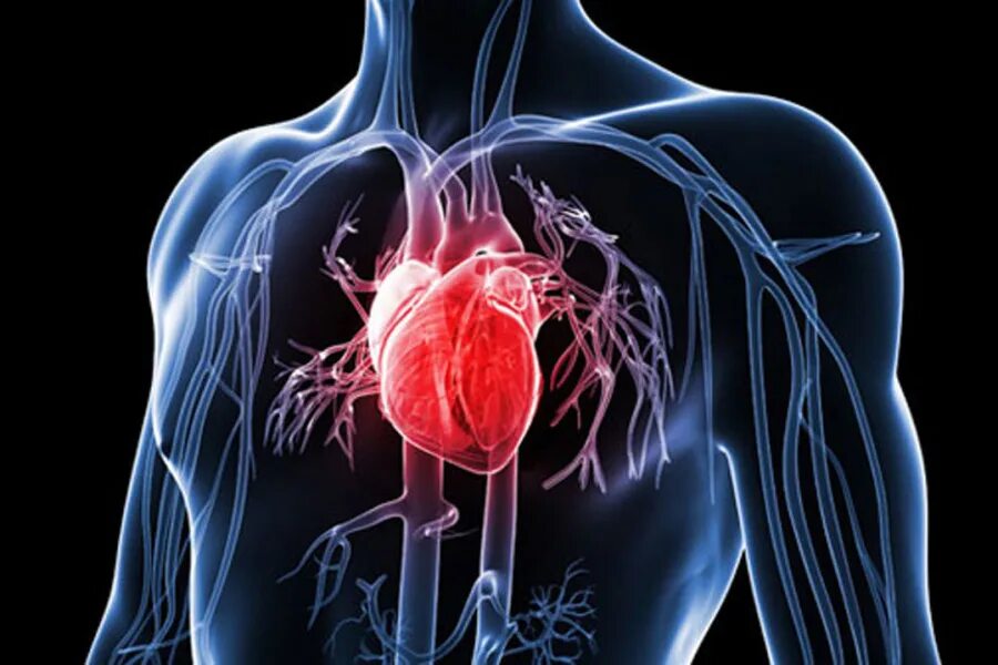 Дыхательные и сердечно сосудистые заболевания. Болезни сердечно-сосудистой системы. Сердце в организме человека. Сердечно сосудистая патология. Заболевания сердца и сосудов.