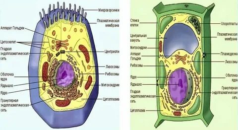 Вертикальные ряды живых клеток