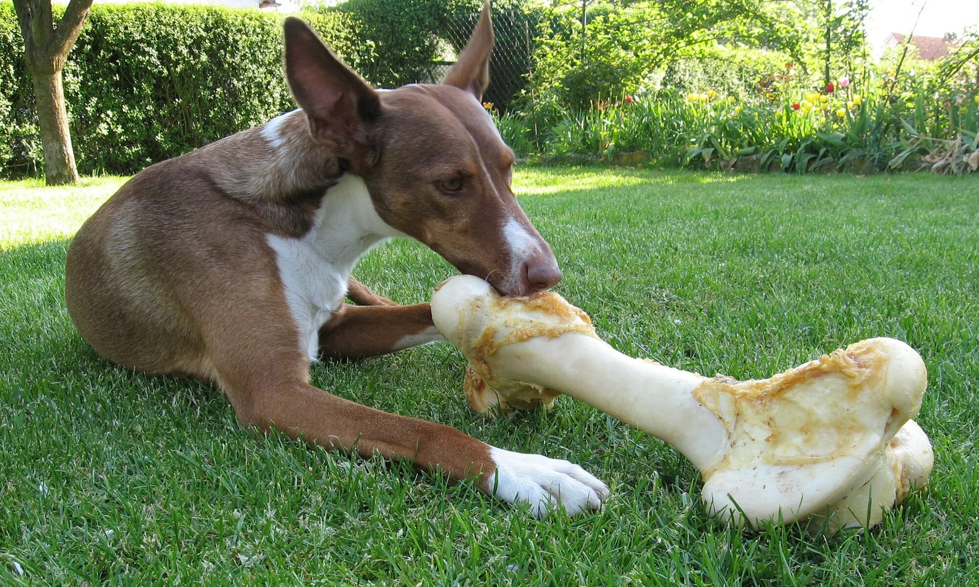Собачья еда. Dog can see a Bone. Можно ли собаке давать хлеб
