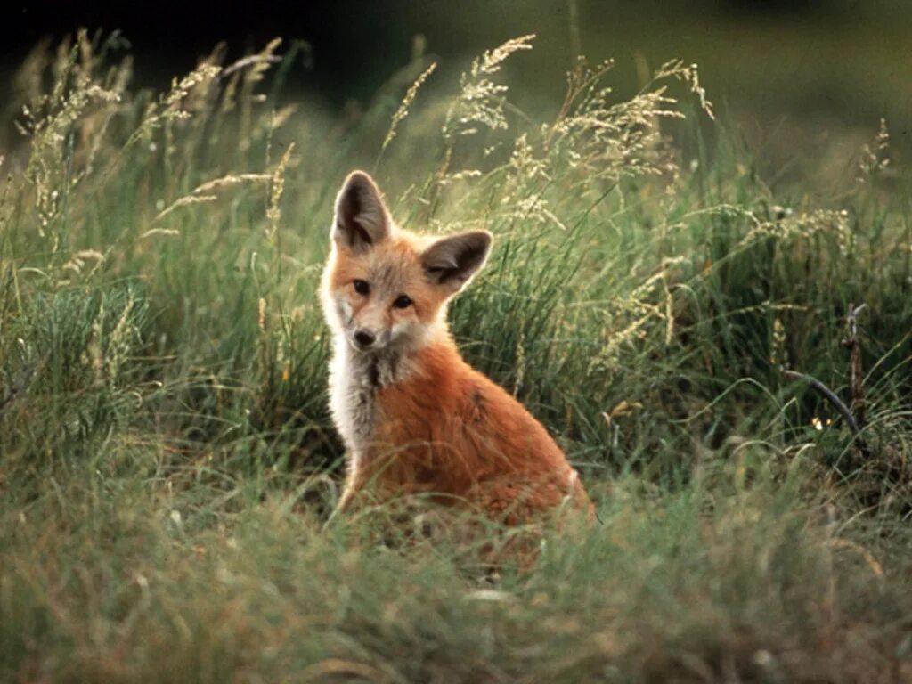 лисица в траве. полевая лиса. лиса в полях и лесах. лиса. лиса в поле.