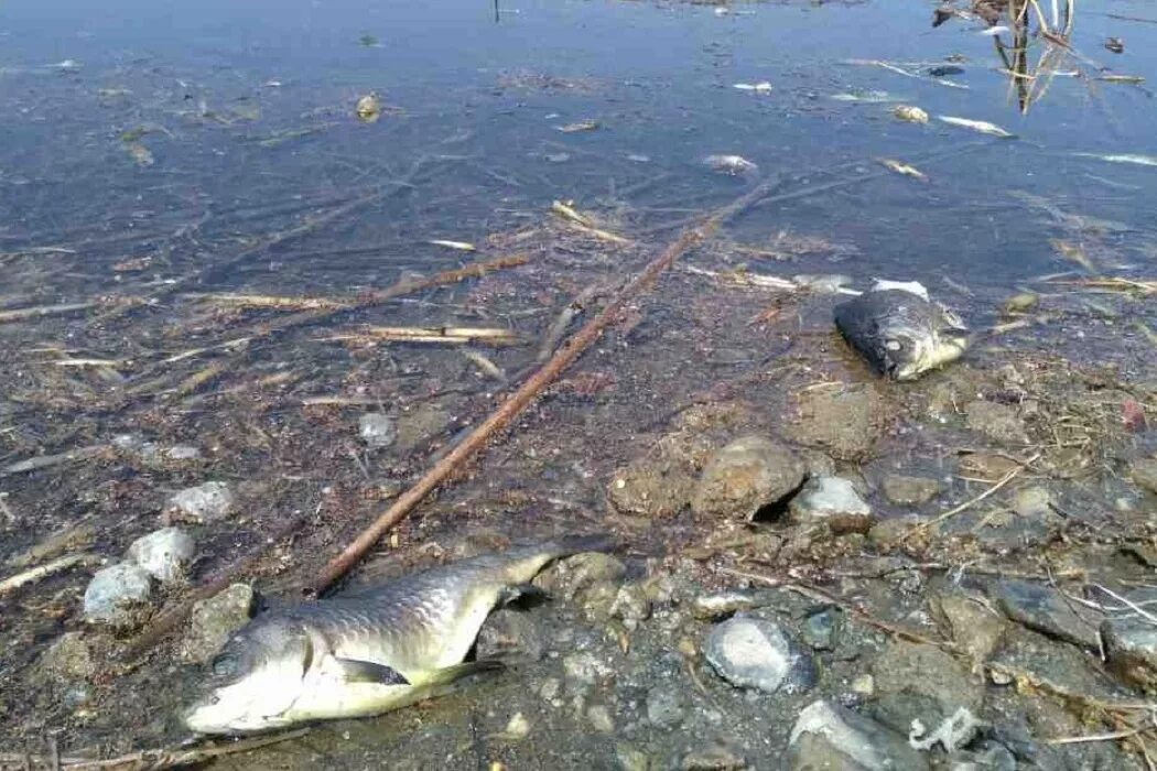 Рыба в грязной воде. Река Пышма грязная. Рыбы в загрязненных водоемах. Обитатели загрязненных водоемов.