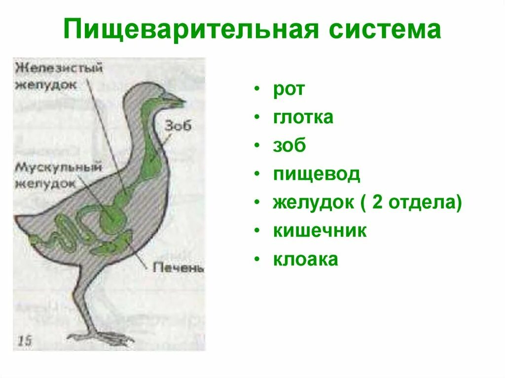 Строение зоба у птиц. Отделы пищеварительной системы птиц. Зоб в пищеварительной системе. Пищеварительная система класса птиц