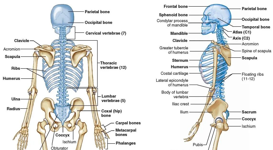 Подписать кости скелета туловища. Скелет человека анатомия латынь. Система костей и их соединений скелет человека. Кости скелета на русском и на латыни.