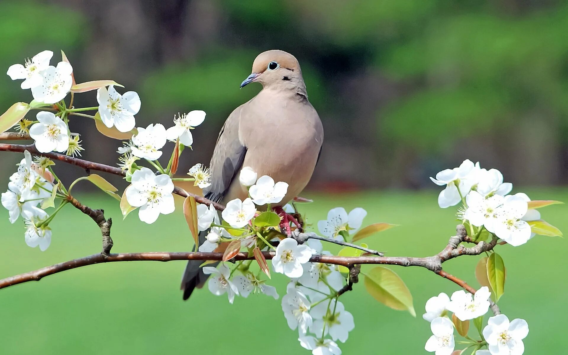 Весенние птички. Птица в цветущем саду. Птицы весной. Птица на цветущей ветке.