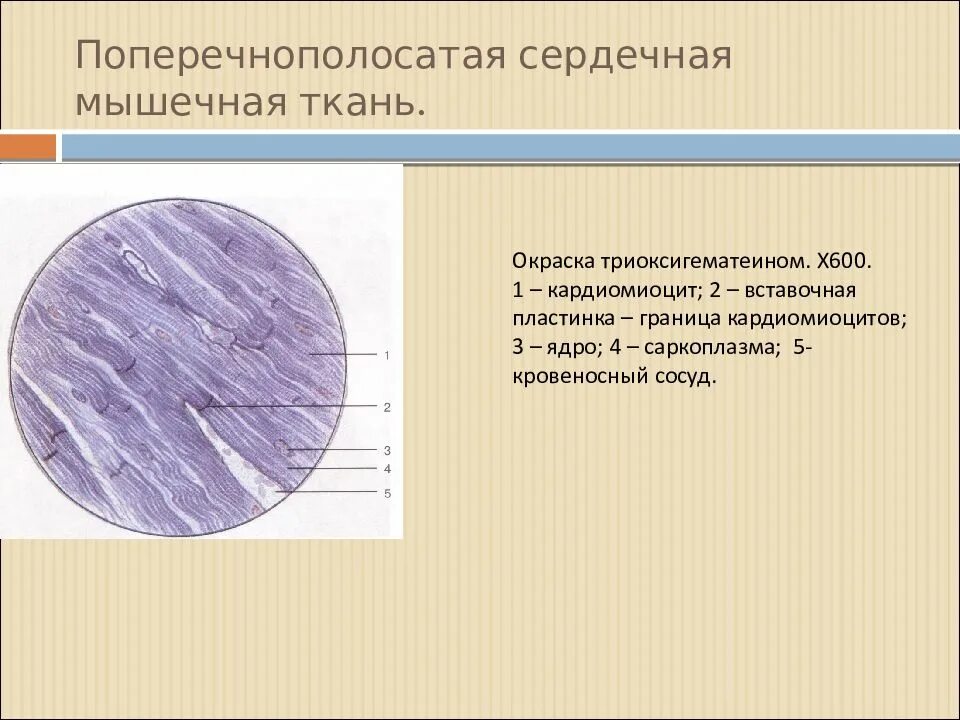 Сердечная мышечная ткань рисунок. Исчерченная мышечная ткань гистология. Поперечнополосатая сердечная мышечная ткань. Поперечно полосатая мышечная ткань гистология. Поперечнополосатая мышечная ткань строение гистология.