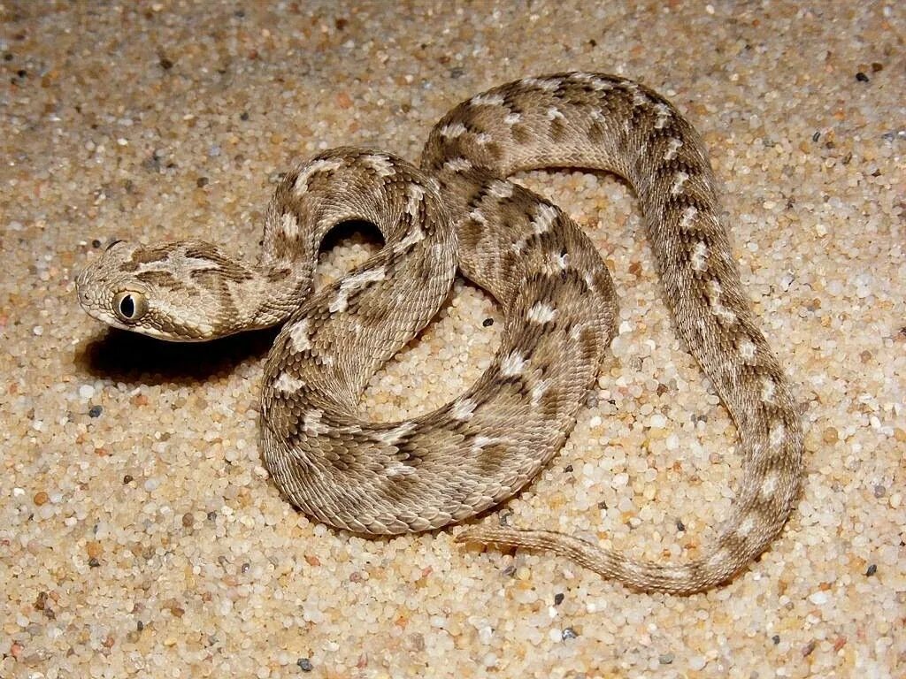Какую среду обитания освоила песчаная змея. Песчаная Эфа. Среднеазиатская Эфа. Песчаная Эфа (Echis carinatus). Песчаная Эфа альбинос.