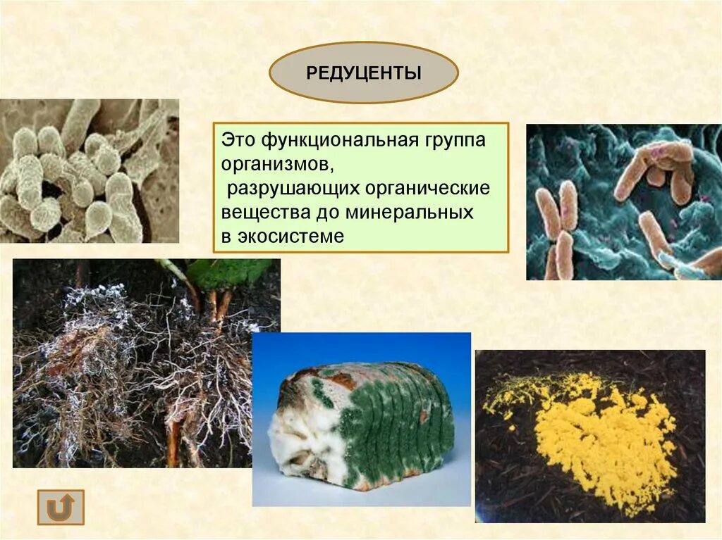 Функциональные группы организмов. Редуценты. Организмы редуценты. Группа редуценты.