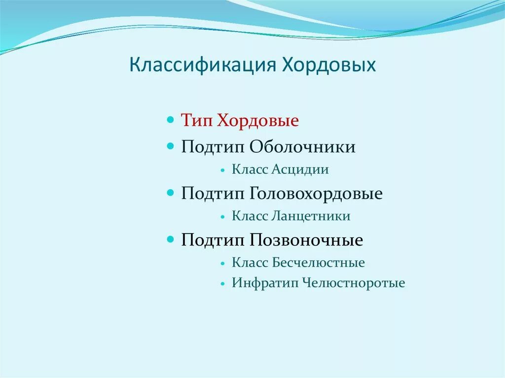 Тип хордовые подтип позвоночные класс. Подтип оболочники классификация. систематика хордовых животных. классификация животных типа хордовые. схема классификации типа хордовых.
