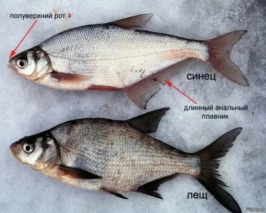 Рыба различие. Синец густера белоглазка. Синец белоглазка густера подлещик. Густера подлещик синец отличия. Лещ синец густера белоглазка.