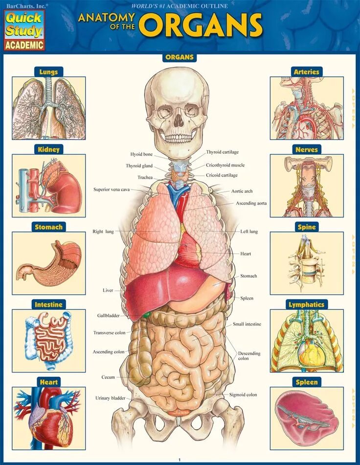 Human organs. Анатомия человека. Внутренние органы человека. Человек анатомия человека. Внутреннее строение человека.