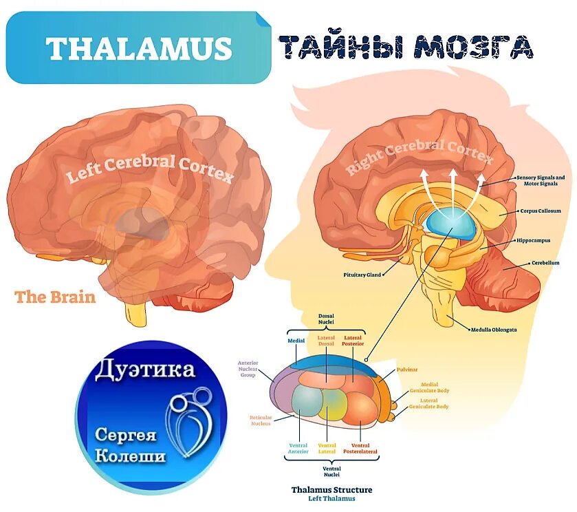 Мозг состоит из таламуса и. Мозг состоит из таламуса и