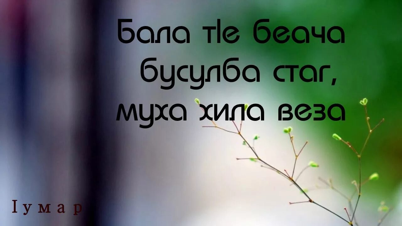 Муха хил веза Доттаг| сосинению. Бусулба. Муха хила веза г1иллакхе стаг. Сочинение по чеченскому языку Муха хила веза доттаг1.