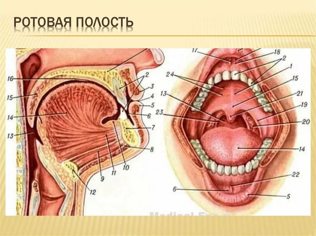 Глотка т. Глотка и гортань анатомия. Строение глотки и гортани человека. Глотка строение анатомия гортань рисунок. Строение носоглотки и гортани.