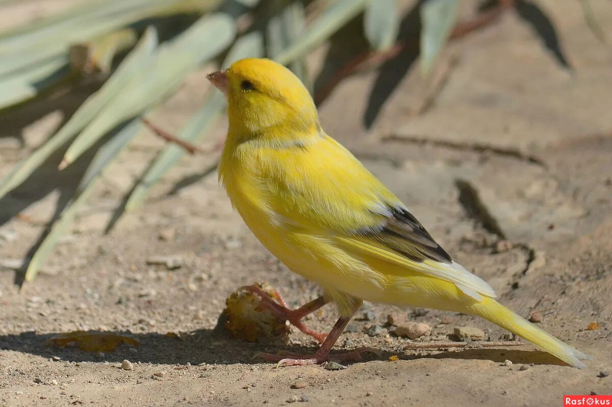 кана́рский канаре́ечный вьюро́к. канареечный вьюрок птица. вьюрок канареечный. канарский канареечный вьюрок. канарский канареечный вьюрок.