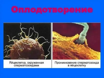 Организма из неоплодотворенной яйцеклетки