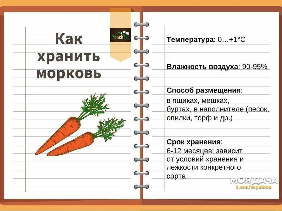 Как хранить морковь в квартире. Условия хранения моркови. Оптимальные условия хранения моркови. Срок хранения моркови. Температура хранения моркови.