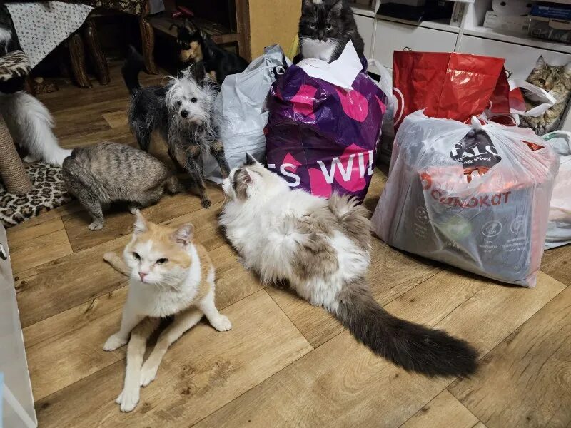 пожалуйста помогите накормить собак. новосибирский приют для собак дари добро. приюты новосибирска. приют дари добро в новосибирске для бездомных животных. приют для кошек в новосибирске дари добро.