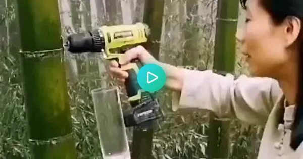 Япония растения бамбук. Серебристый бамбук, bamboo green, bambusgruen. Сок бамбука. Монастырский бамбук. Дикий бамбук.