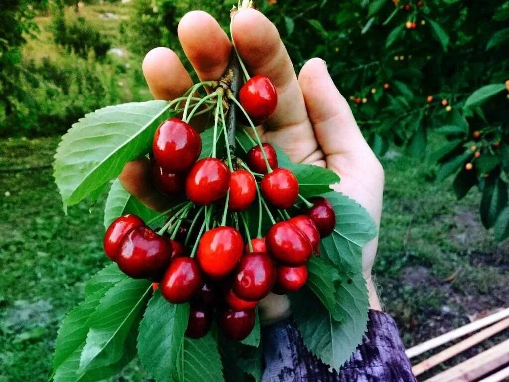 Сорт черешни Тютчевка. Черешня Овстуженка. Черешня Тютчевка дерево. Саженцы черешня Ревна. Овстуженка описание сорта фото отзывы опылители