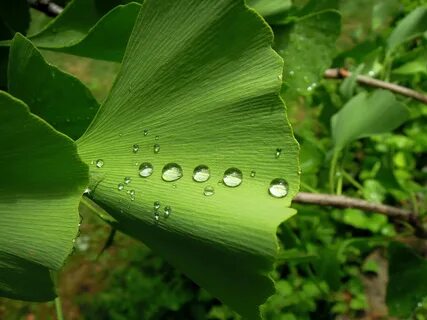 Skin plants