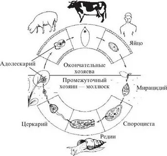 Жизненный цикл ланцетовидного